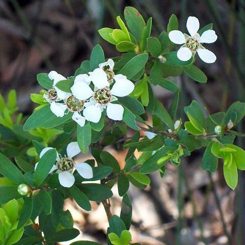 Lemon-Scented Tea Tree Essential Oil